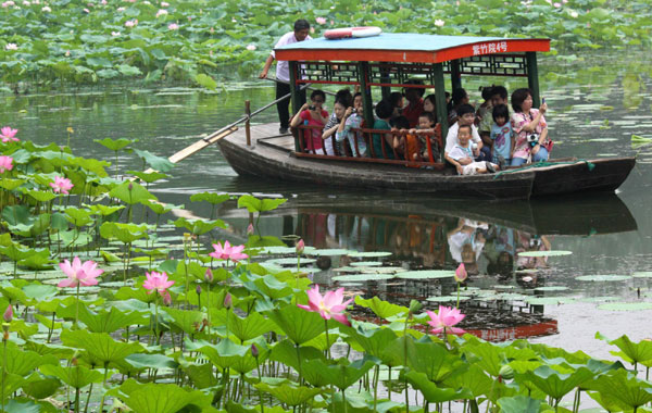 Lovely lotus blooms blanket park ponds