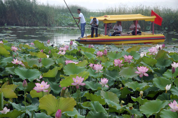 Lovely lotus blooms blanket park ponds