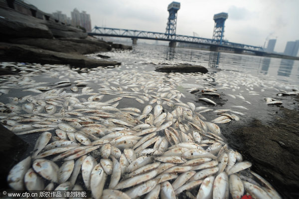 Mass of dead fish found in N China city