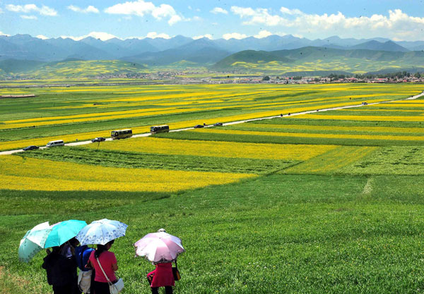 Cole flowers attract tourists to NW China