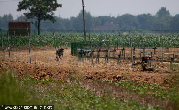 Police shut illegal dog racetrack in NW China