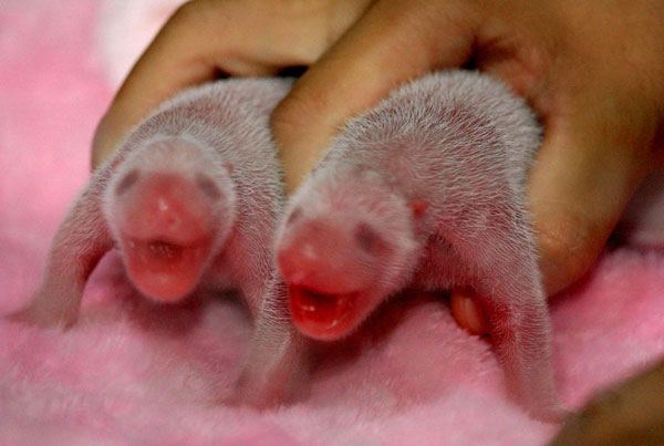 Twin pandas born in SW China