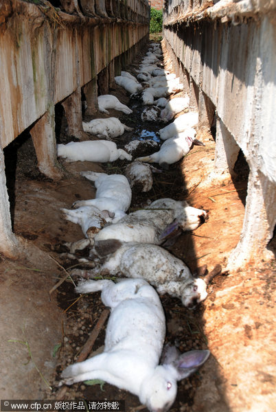 Rural dogs kill 1,000 rabbits in farm attack