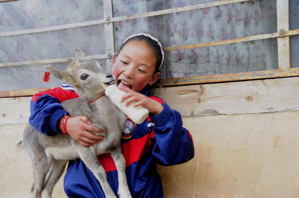 Tibetan girl saves baby sheep