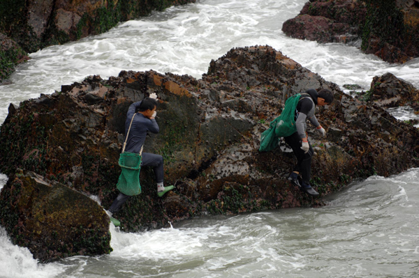 Migrant seashell collectors