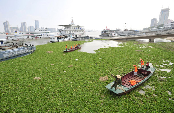 Wuhan battles flood-causing hyacinth