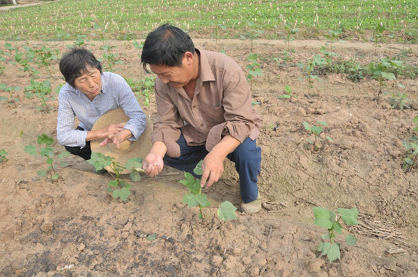 'Cotton Granny' helps farmers thrive