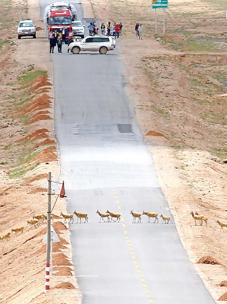 Volunteers help Tibetan antelope hit the road