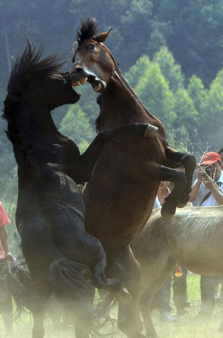Horse fighting held to celebrate harvest
