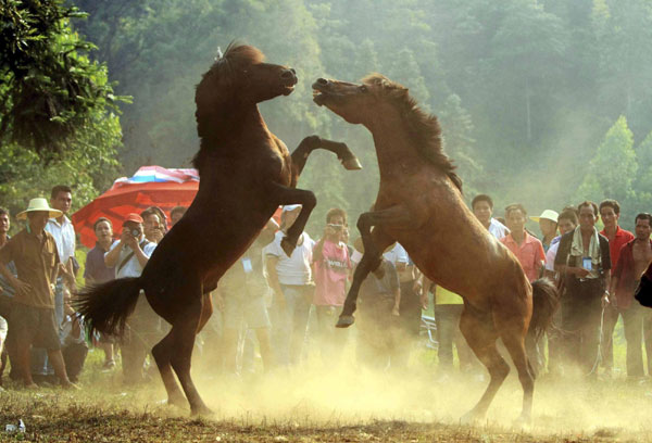Horse fighting held to celebrate harvest