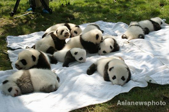 Panda cubs' outdoor debut in SW China