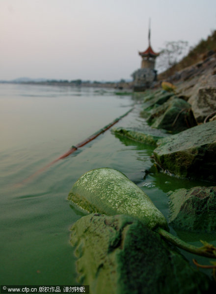 Blue-green algae threatens Chaohu Lake