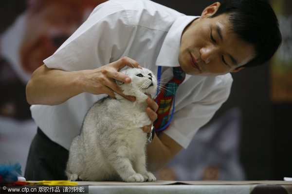 Cat show attracts visitors in Wuhan