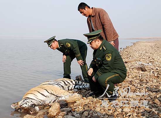 Dead Siberian tiger found in NE China