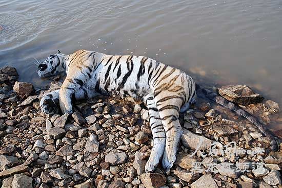 Dead Siberian tiger found in NE China