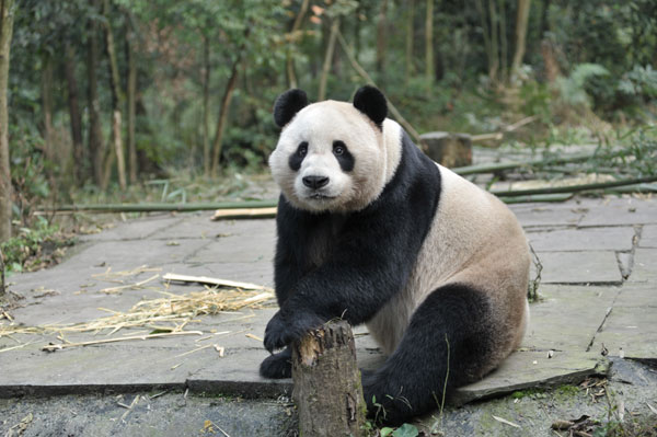 Pandas coming soon to UK zoo