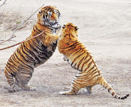 Wild tigers may vanish in 20 years
