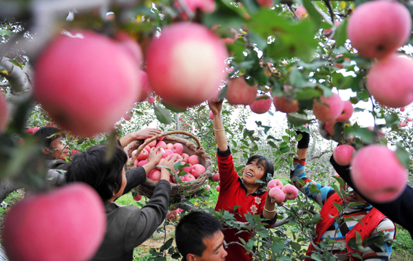 Government assistance apple of farmers' eyes
