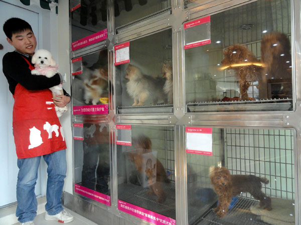 Pet stores struggle to cope with dogs abandoned