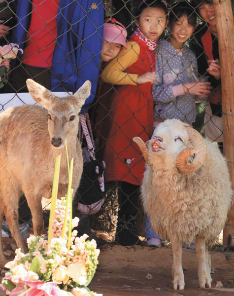 Goat, doe wed at Yunnan zoo