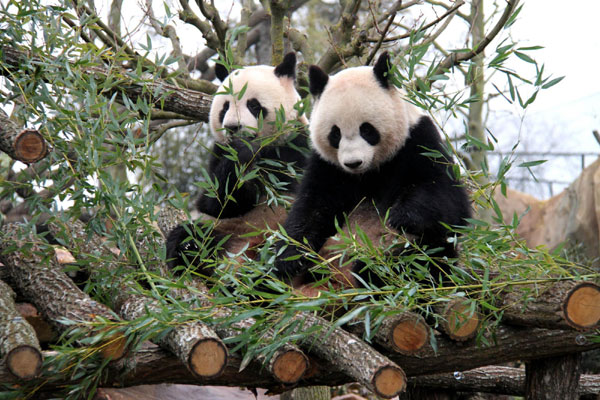 Chinese pandas begin new lives in France