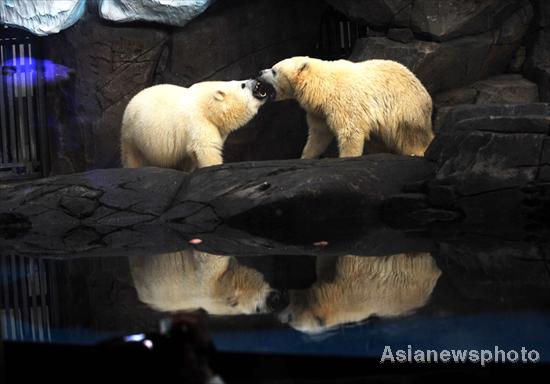 Twin polar bear cubs' survival 'miracle'