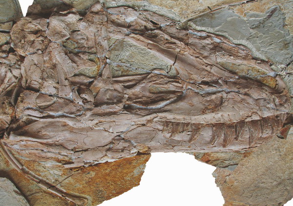 Largest-ever feathered dinosaur found in China