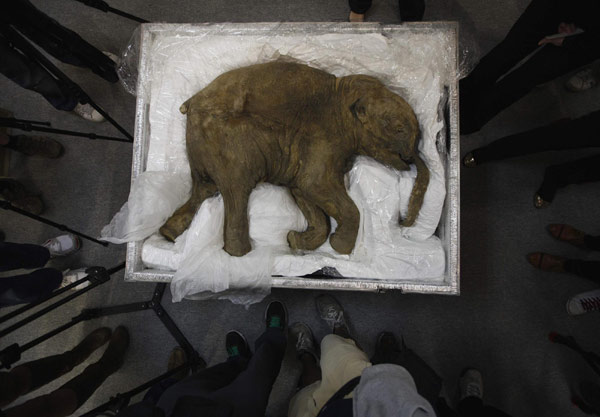 Carcass of well-preserved mammoth to be exhibited