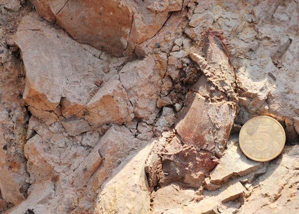 Large Jurassic dinosaur fossil discovered in NW China