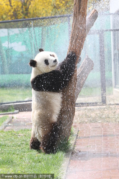 Pandas know it's 'cool' to be cool