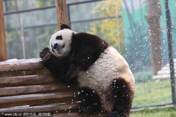 Pandas know it's 'cool' to be cool