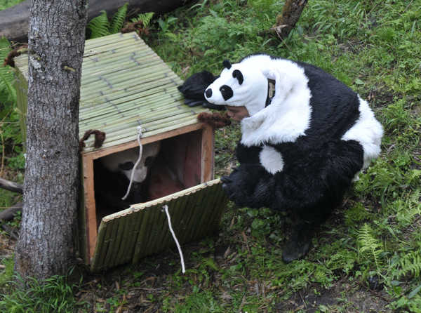 Pandas trained for harsh life out in the wild