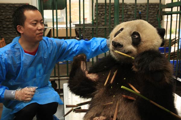 Giant panda in the wild recovering