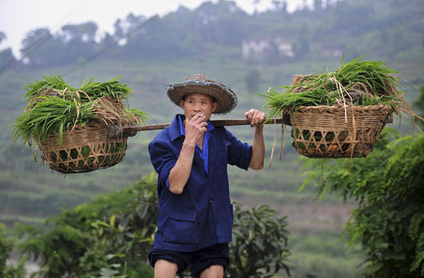 Buyi ethnic group - people of the rice paddies