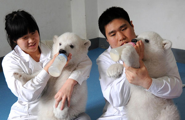 Polar bear twins mark 100 days in Tianjin