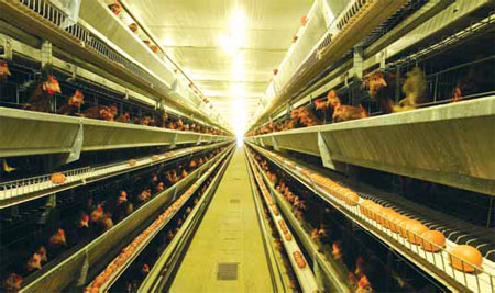 DQY rules the roost in modern poultry industry