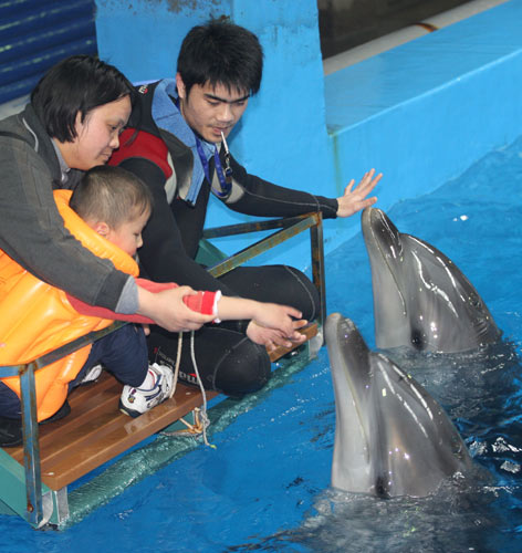 Dolphin-assisted therapy helps children with mental disabilities