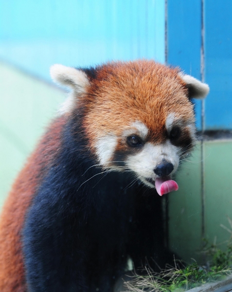 Red pandas prepare for move to Taipei zoo