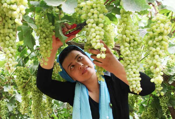 Weibo users have grape expectations for Xinjiang county