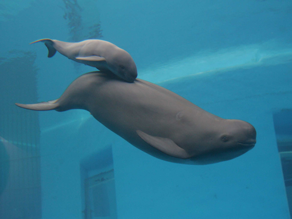 Genome sequence of extinct dolphin published