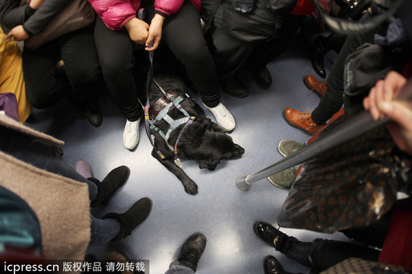 Chengdu metro welcomes 1st guide dog