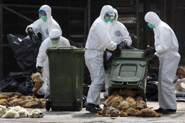 HK to cull about 20,000 poultry after H7N9 case