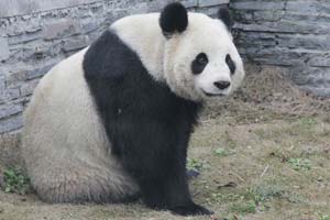 China's panda pair leave for Belgium