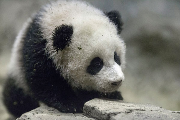 Panda visit wows Obama family on last day of tour