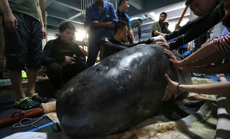 Gargantuan pilot whales arrive: the first two in China