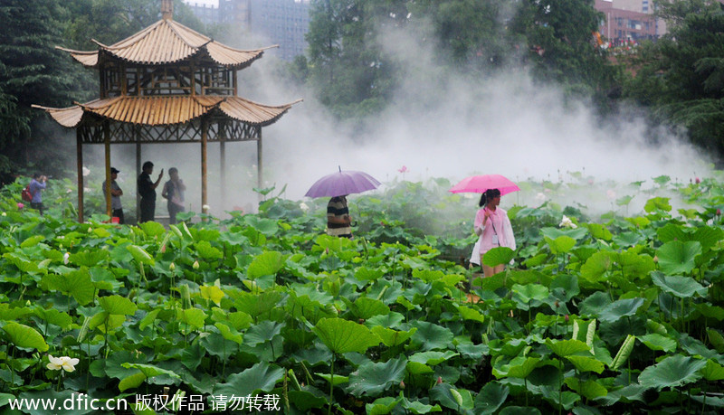 Shanghai water lilies burst into bloom