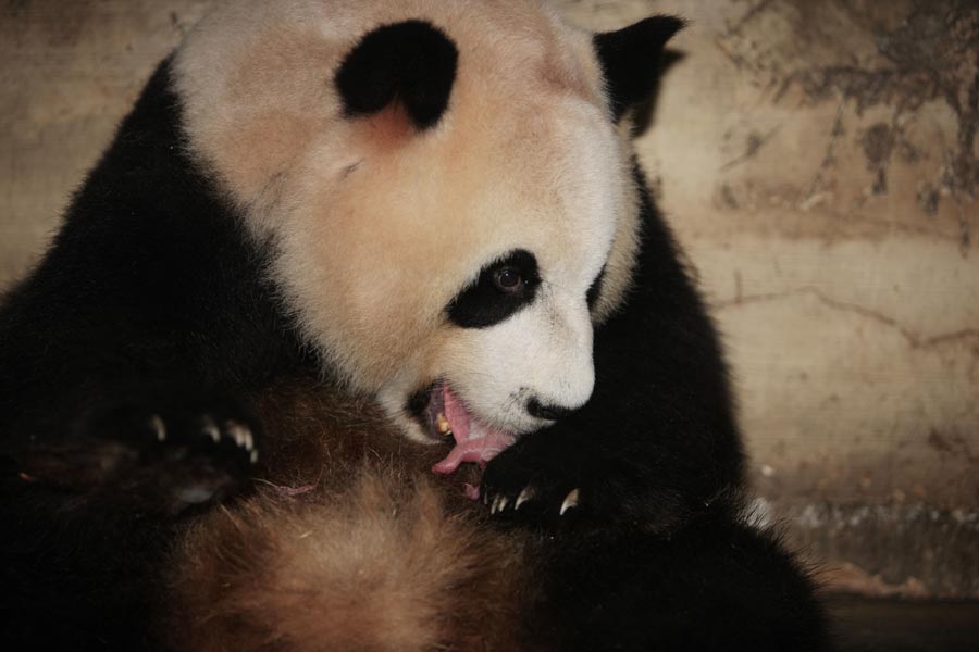 Giant panda delivers twin cubs in Chengdu
