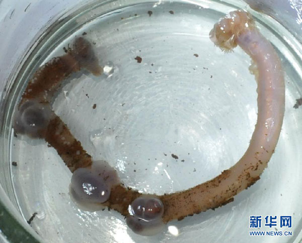 China's manned sub collects mysterious deep-see living beings in Indian Ocean