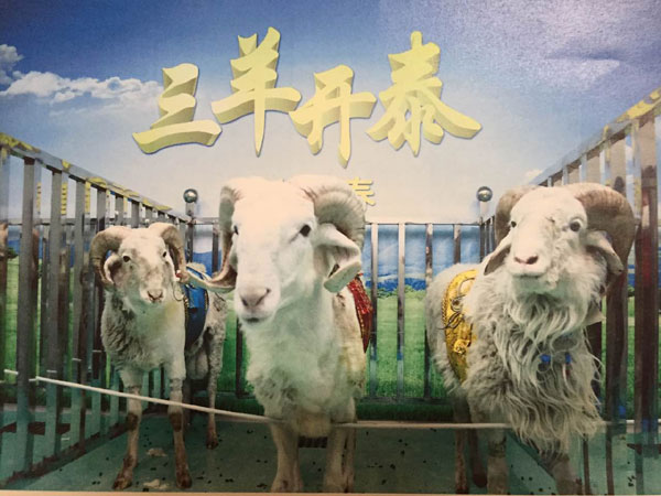 Year of the Sheep brings hope to heart patients