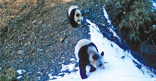 Panda 'love corridor' under threat
